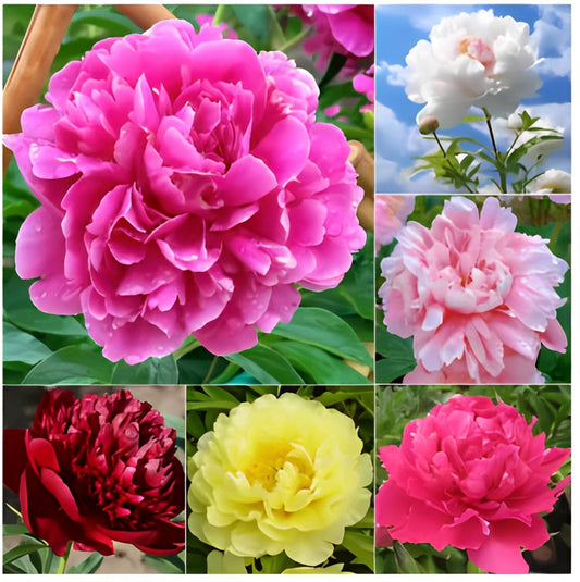 Peônias da Rainha - Floresça seu Jardim 🌺- Sementes selecionadas