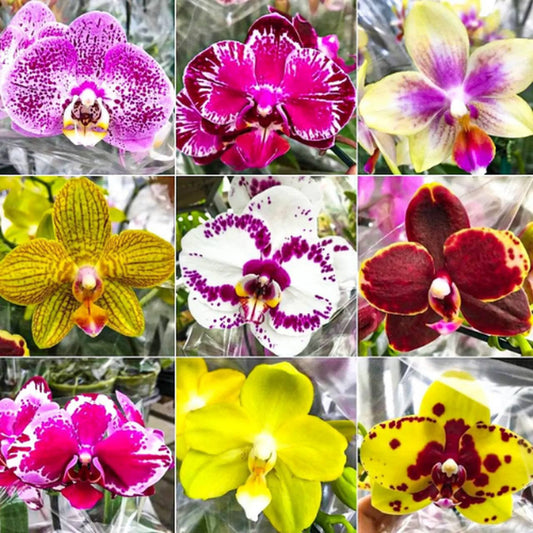 KIT 10 MUDAS DE ORQU�DEAS PHALAENOPSIS