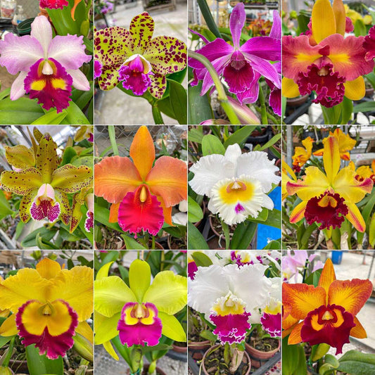 KIT COM 10 MUDAS DE ORQU�DEAS CATTLEYAS