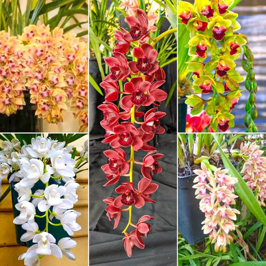 KIT 6 MUDAS DE CYMBIDIUM PENDENTES