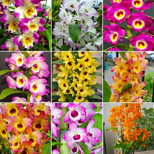 KIT 5 MUDAS DENDROBIUM NOBILE  'OLHO DE BONECA' (ADULTA)