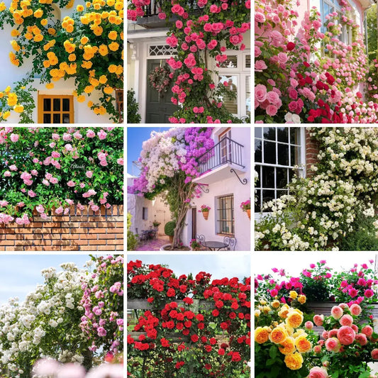 Sementes De Rosas Trepadeiras Com Cores Variadas 300 unidades