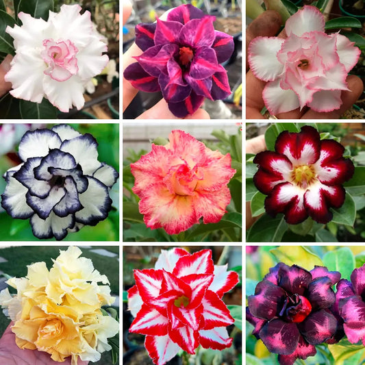 Sementes de Rosa do Deserto Raras - Vários Modelos - FRETE GRÁTIS