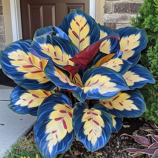 Sementes Raras de Caladium Viridivortex – Pacote com 100 Unidades para Colecionadores